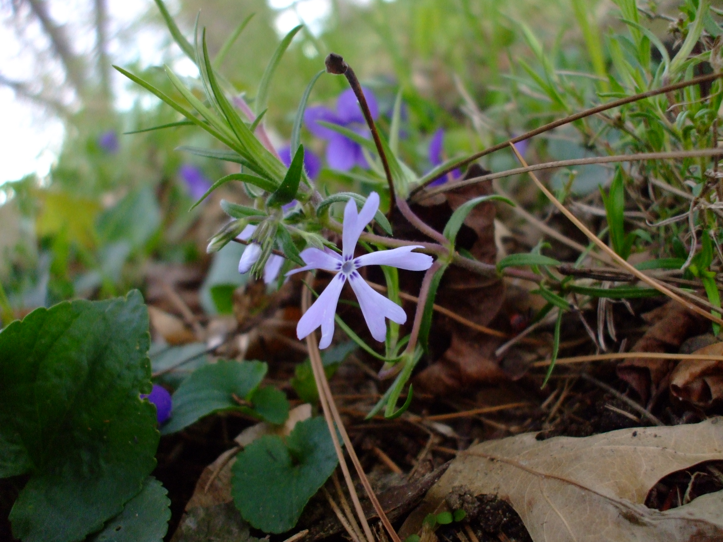 Phlox bifida